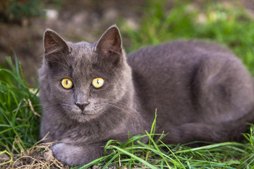 Naklejka na ściany i meble Gray cat lying on green grass