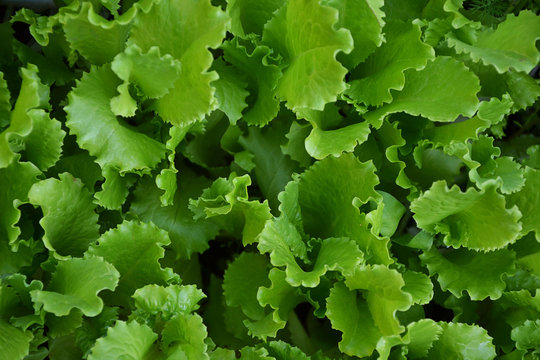 Lettuce salad green leaves countryside garden summer 1