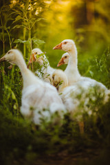 Five young goose together sit in the grass