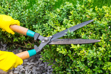 Landscape design. Hand with scissors, cutting of bushes