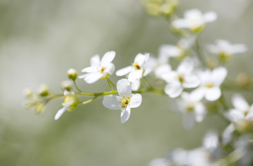 Obraz premium Small white flowers on the nature