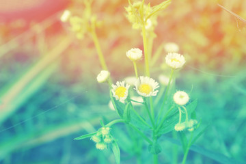 Grass flower  abstarct spring ,summer nature background