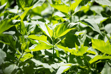 Fototapeta na wymiar Green leaves of Jerusalem artichoke in nature