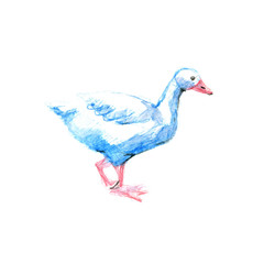 Watercolor pencil illustration funny geese on white background.