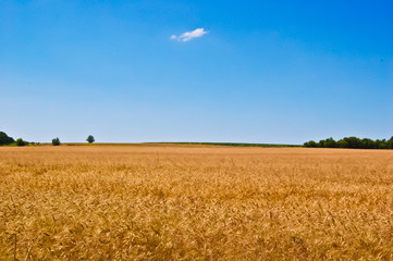 Gold field of ripe wheat