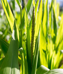 Fototapeta na wymiar Young green corn leaves in the nature