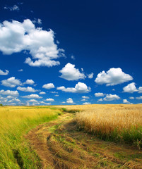 Fototapeta premium Wheat field against a blue sky