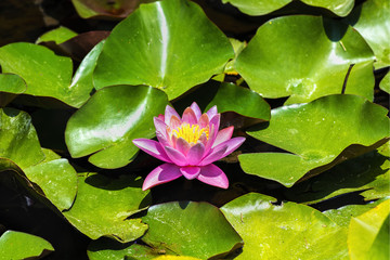 Pink Lotus (Nelumbo nucifera) blossom and leaves in lake