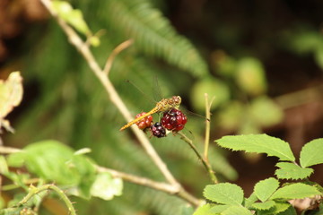 Libellenbrombeere 2