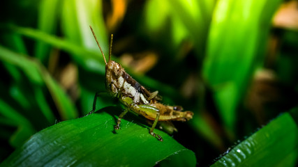Grasshopper on branch, Macro shot