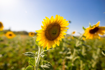 Fototapeta premium Sunflower flowers grow on nature