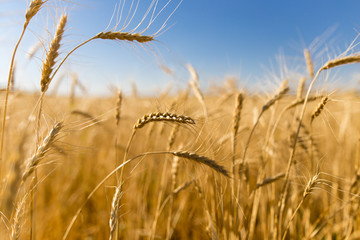 Fototapeta premium Yellow ears of wheat against the blue sky