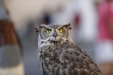 Eule, Schleiereule, Vogel, Uhu, Falke, Greifvogel, Aasfresser, Habicht, Greifvögel