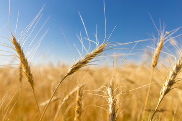 Yellow ears of wheat against the blue sky