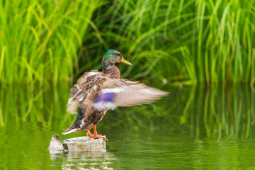male mallard duck (anas platyrhynchos) standing and moving wings