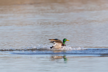 natural male northern mallard duck (anas platyrhynchos) landing on water surface