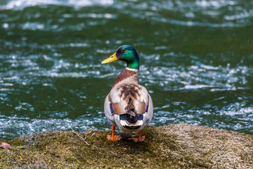 male mallard duck (anas platyrhynchos) standing on rock in river