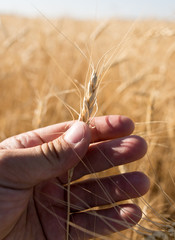 Fototapeta na wymiar Yellow ears of wheat in hand in nature