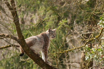 Obraz premium Lynx assis dans un arbre. Lynx lynx.