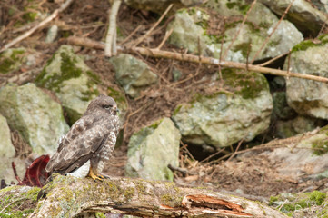 Buse variable