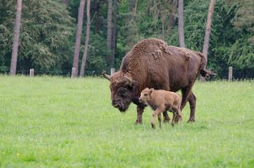 Un bison europ&eacute;en m&acirc;le avec un veau. Bison bonasus.
