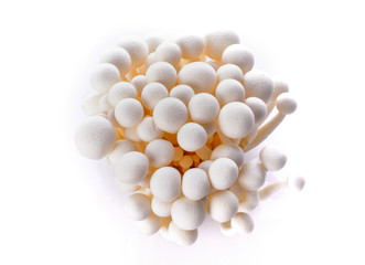 White shimeji mushroom on white background
