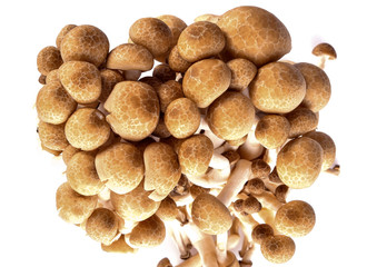 Black shimeji mushroom on white background