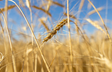 Fototapeta premium Yellow ears of wheat against the blue sky