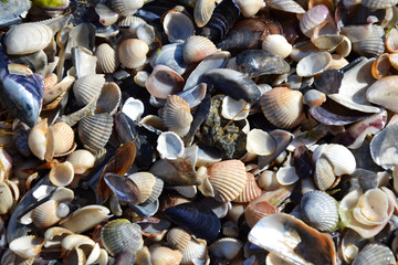 Ocean shells coast waves summertime resort 4