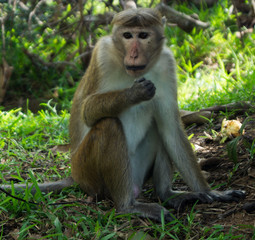 Posing monkey