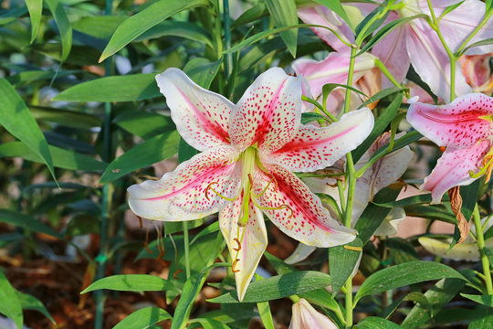 Lily flower of white mix pink color bloom.