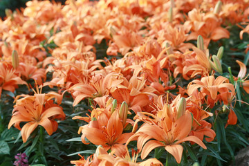 Lily flower of orange color bloom.