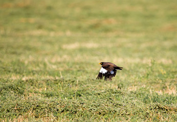 Starling in flight over a green field