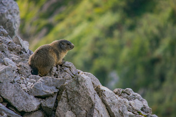 La regina dei prati alpini