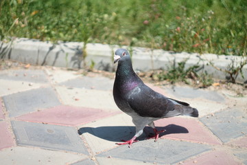 pigeon