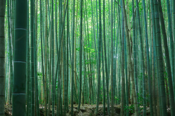 Obraz na płótnie Canvas Bamboo Forest