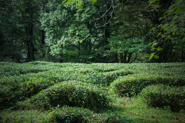 Northern Krasnodar tea field in forest. 