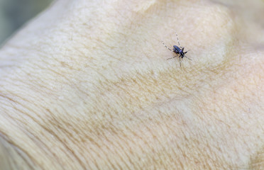 Mosquitoes are sucking blood at hands