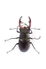 Beetle-deer male on white background