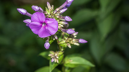 Fototapeta premium Garten