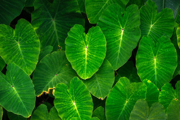 Elephant Ear Leaves