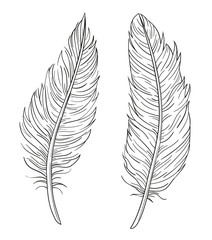 Set of two hand drawn vector decorative feathers isolated on white background © Kateina