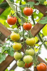 Bunch of red and green cherry tomatoes growing on trellis in a garden
