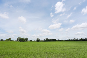 Green Paddy fields and blue sky.