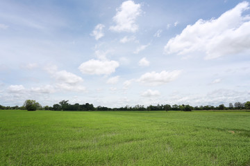 Green Paddy fields and blue sky.