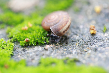 Small snail Crawling on the floor in the garden.