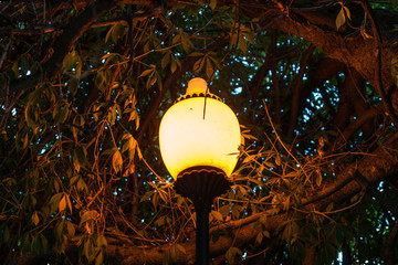 Street lamp and green tree