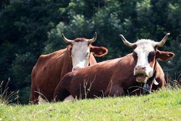 Vaches de haute savoie
