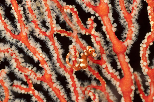 Pygmy seahorse in coral reef