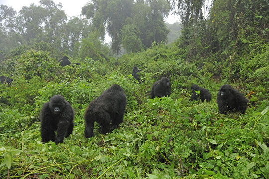 Mountain Gorilla family group (Gorilla beringei) in a forest clearing. Rwanda, Africa, March. Endangered species.